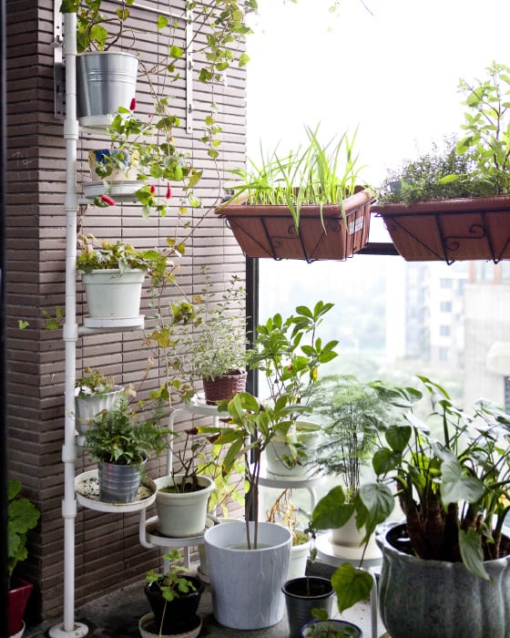 Растения на балконе